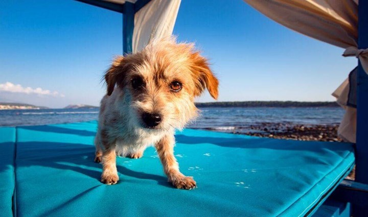 Monty’s Dog Beach & Bar - Spiaggia per cani 8